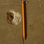 disparoweb